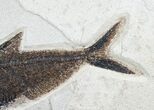 Large Diplomystus Fish Fossil #6028-3